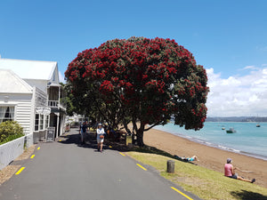 NZ Christmas Tree